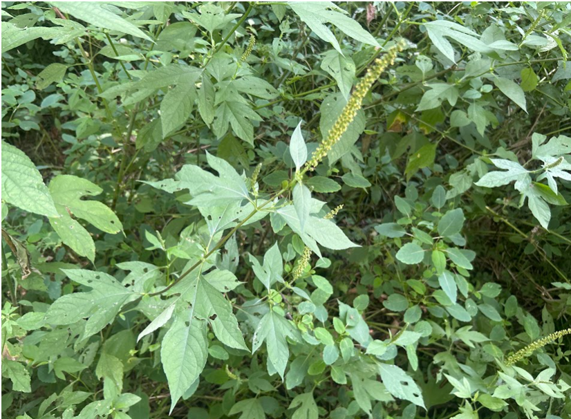 ragweed